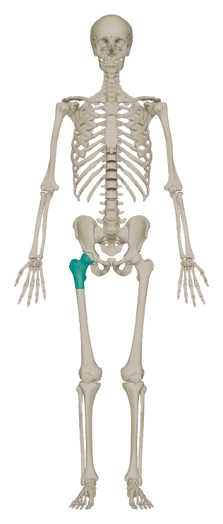 Esqueleto humano em 3D no Atlas 3D do Orto Questões, com o fêmur proximal destacado