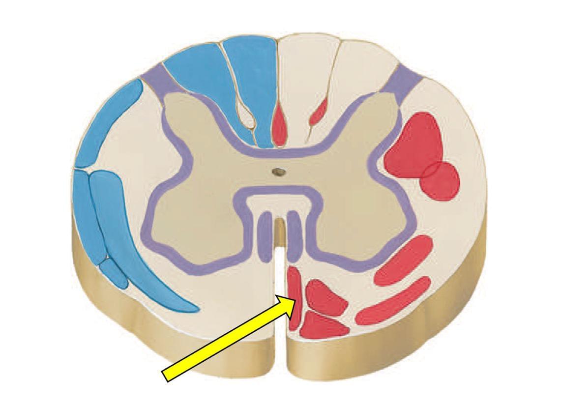 Fonte: NETTER, F. H. Atlas de anatomia humana. 7. ed. Rio de Janeiro: Elsevier, 2019.