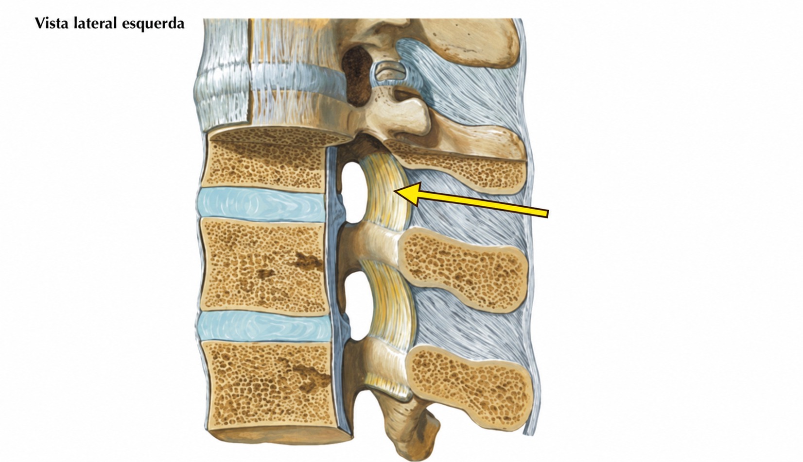 Fonte: Netter, Atlas de Anatomia Ortopédica.