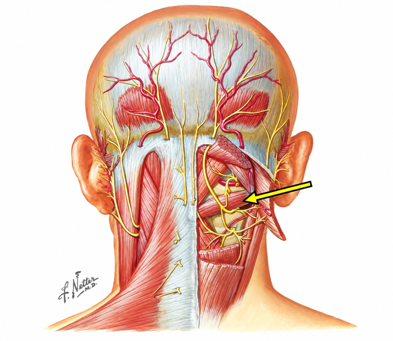 Fonte: Netter, Atlas de Anatomia Ortopédica.