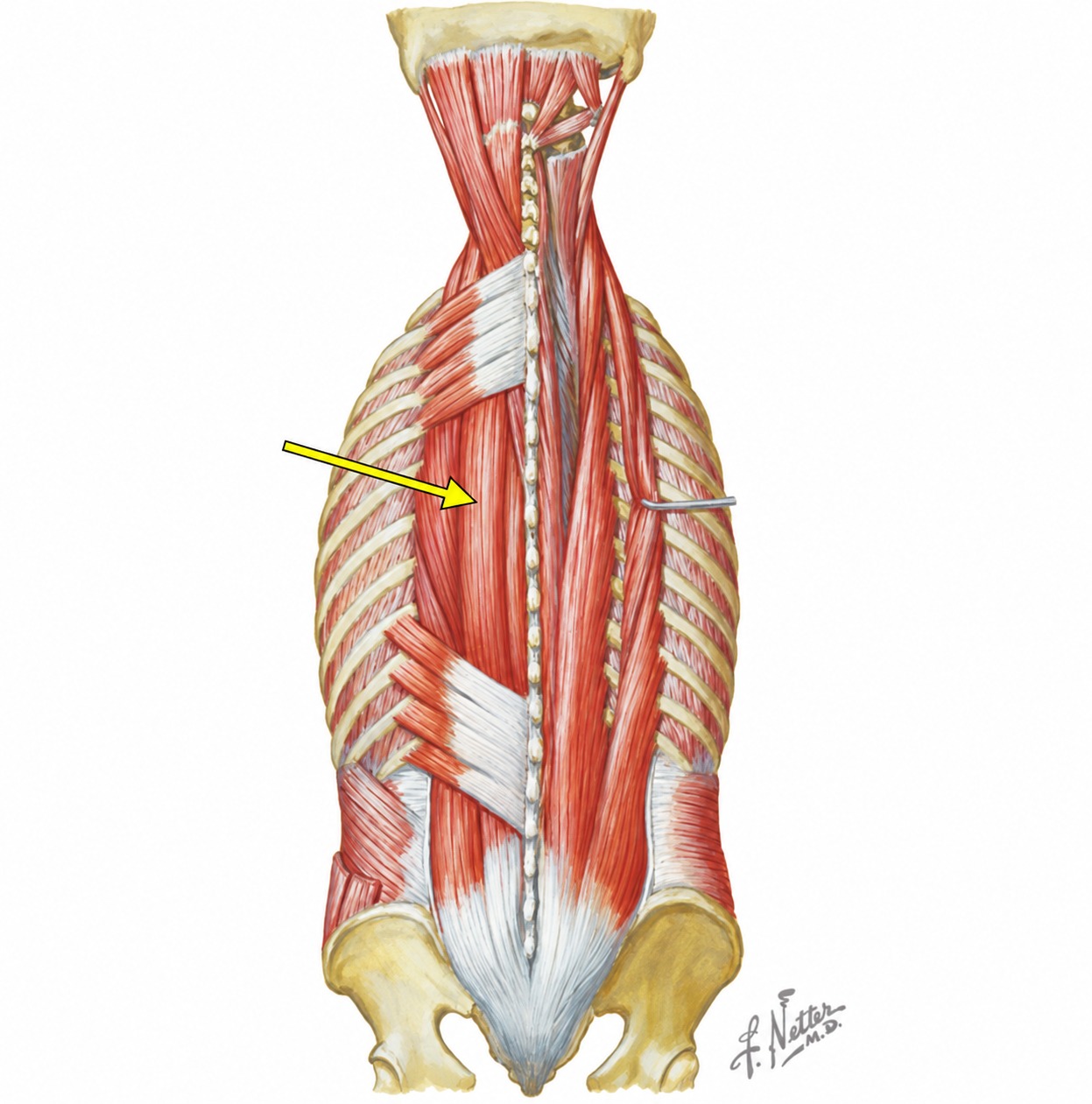 Fonte: Netter, Atlas de Anatomia Ortopédica.