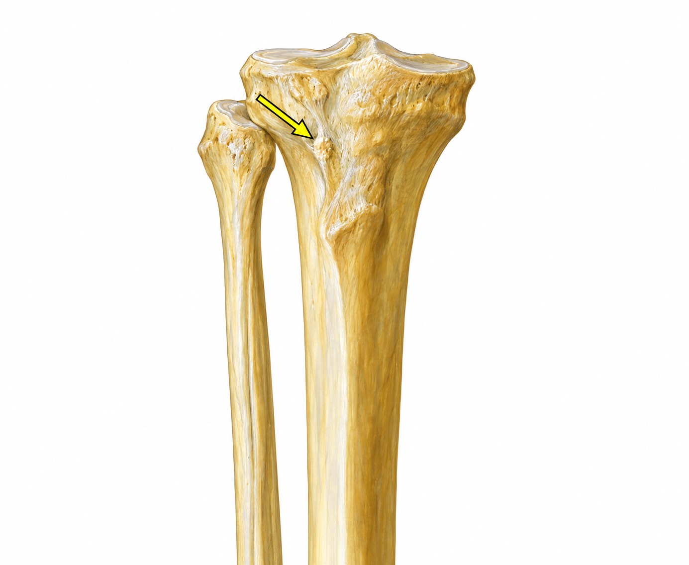 Fonte: Netter, Atlas de Anatomia Ortopédica, 2ª edição.