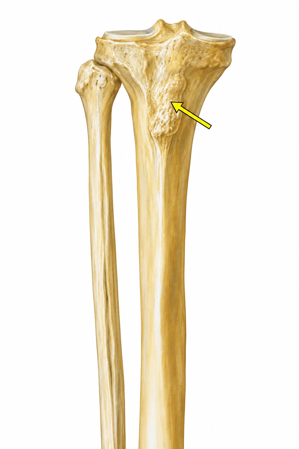 Fonte: Netter, Atlas de Anatomia Ortopédica, 2ª edição.