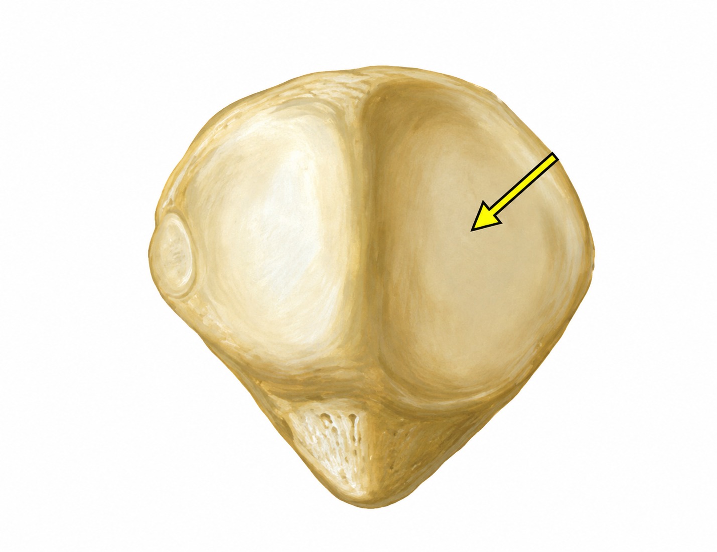 Fonte: Netter, Atlas de Anatomia Ortopédica, 2ª edição.