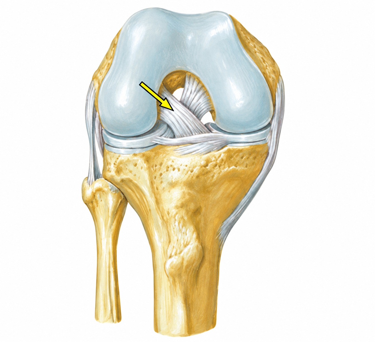Fonte: Netter, Atlas de Anatomia Ortopédica, 2ª edição.