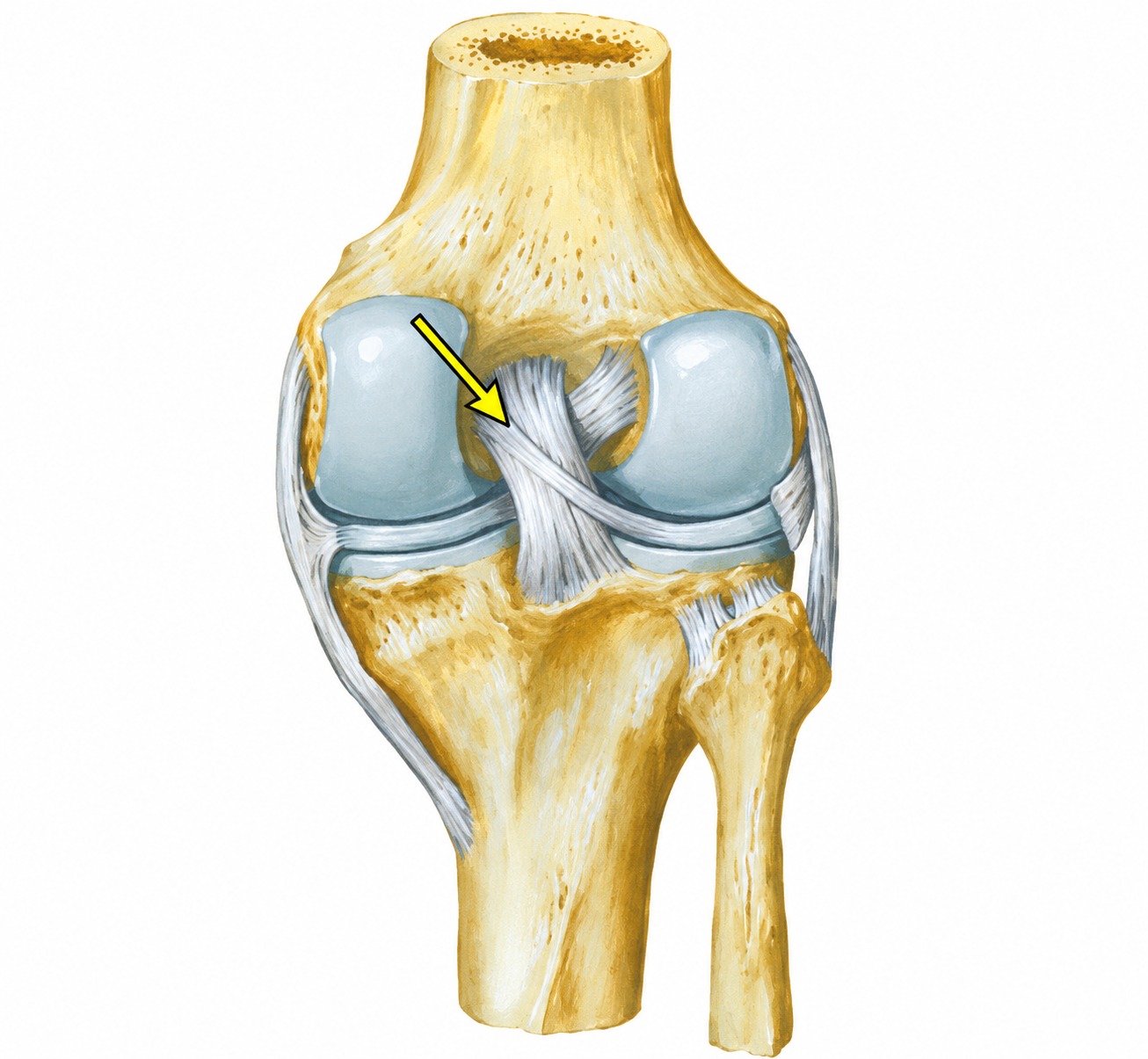 Fonte: Netter, Atlas de Anatomia Ortopédica, 2ª edição.