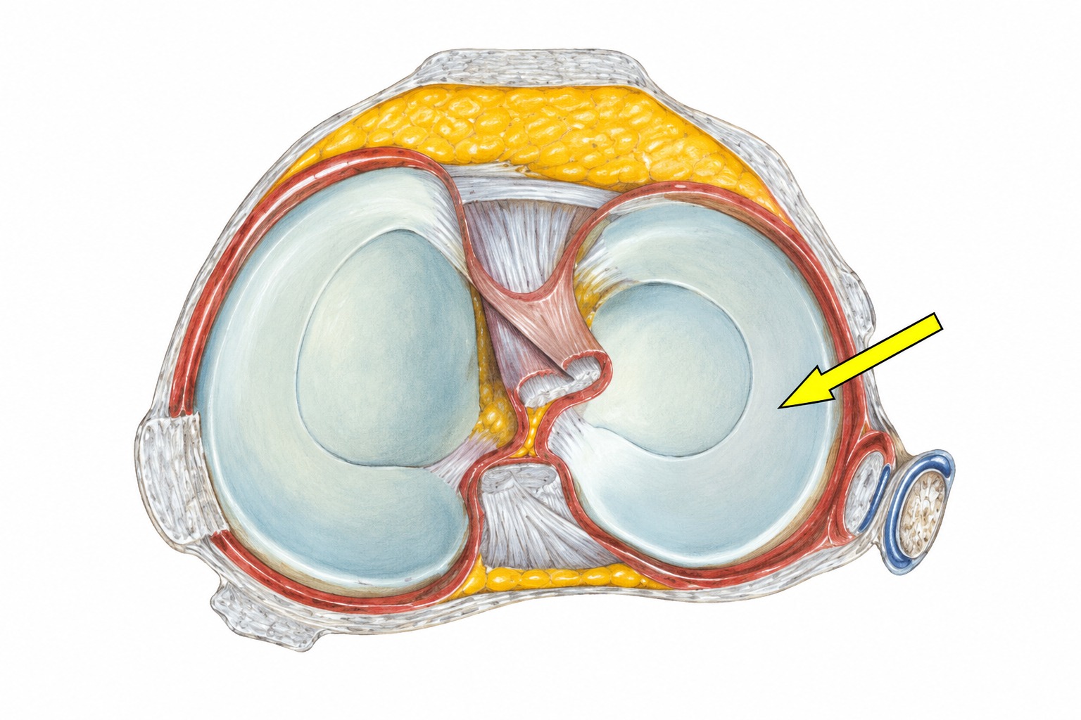 Fonte: Netter, Atlas de Anatomia Ortopédica, 2ª edição.