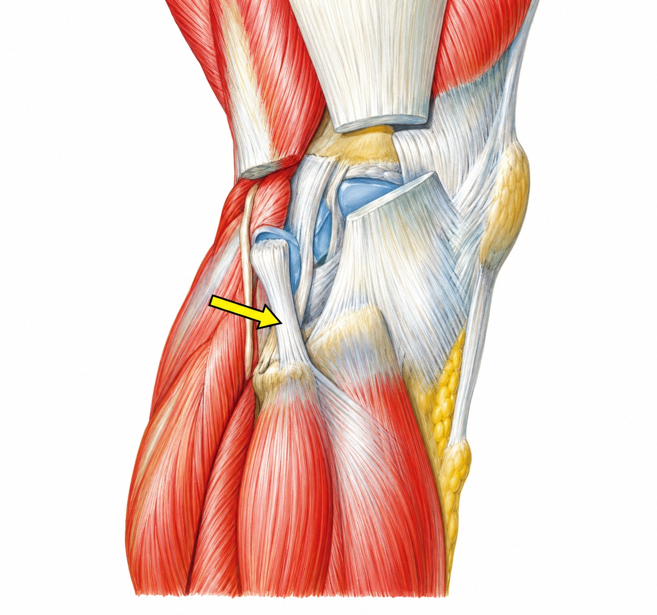 Fonte: Netter, Atlas de Anatomia Ortopédica, 2ª edição.