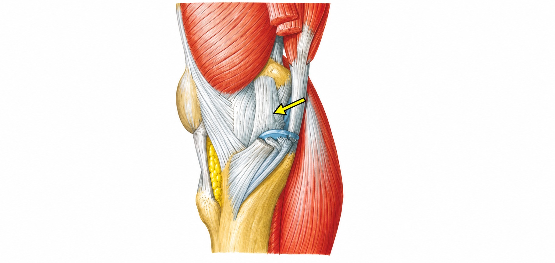 Fonte: Netter, Atlas de Anatomia Ortopédica, 2ª edição.