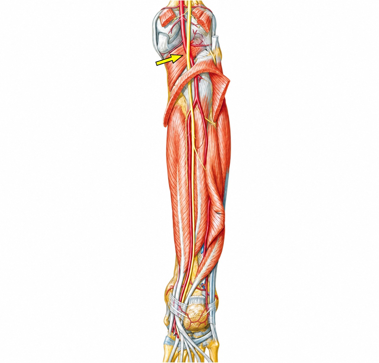 Fonte: Netter, Atlas de Anatomia Ortopédica, 2ª edição.