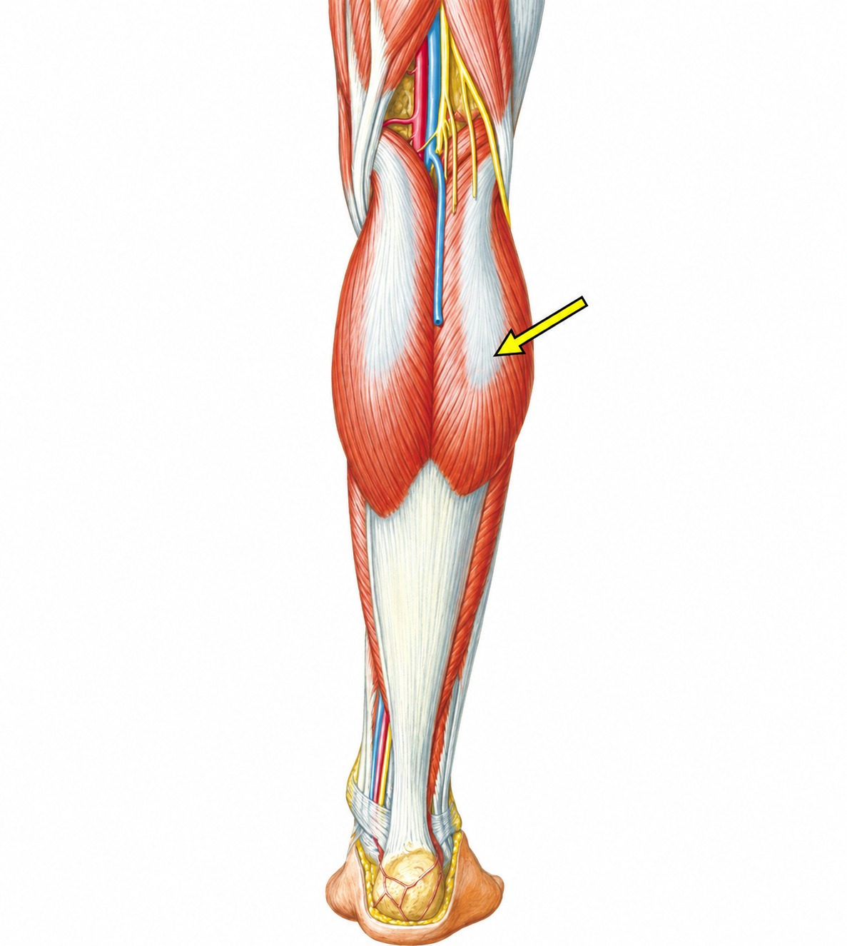 Fonte: Netter, Atlas de Anatomia Ortopédica, 2ª edição.