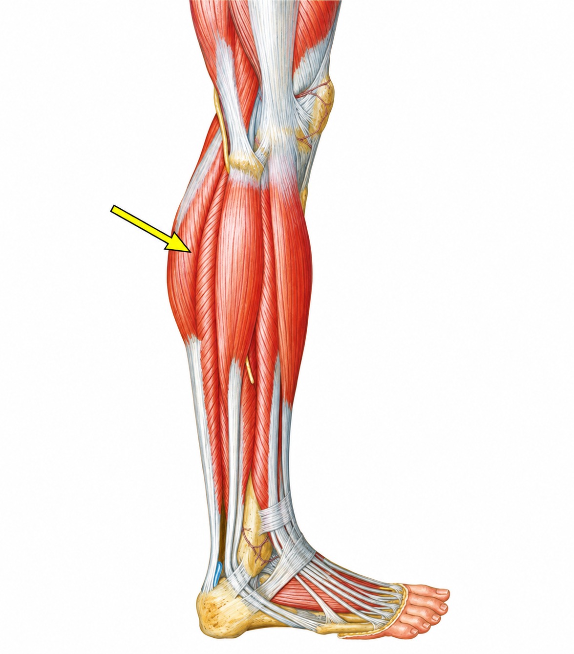 Fonte: Netter, Atlas de Anatomia Ortopédica, 2ª edição.
