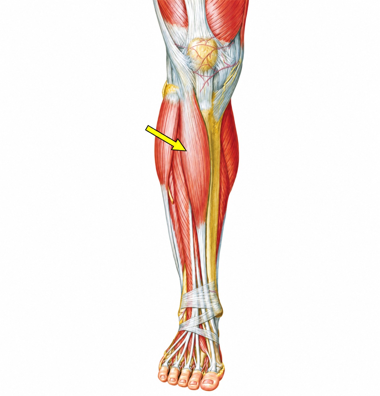 Fonte: Netter, Atlas de Anatomia Ortopédica, 2ª edição.