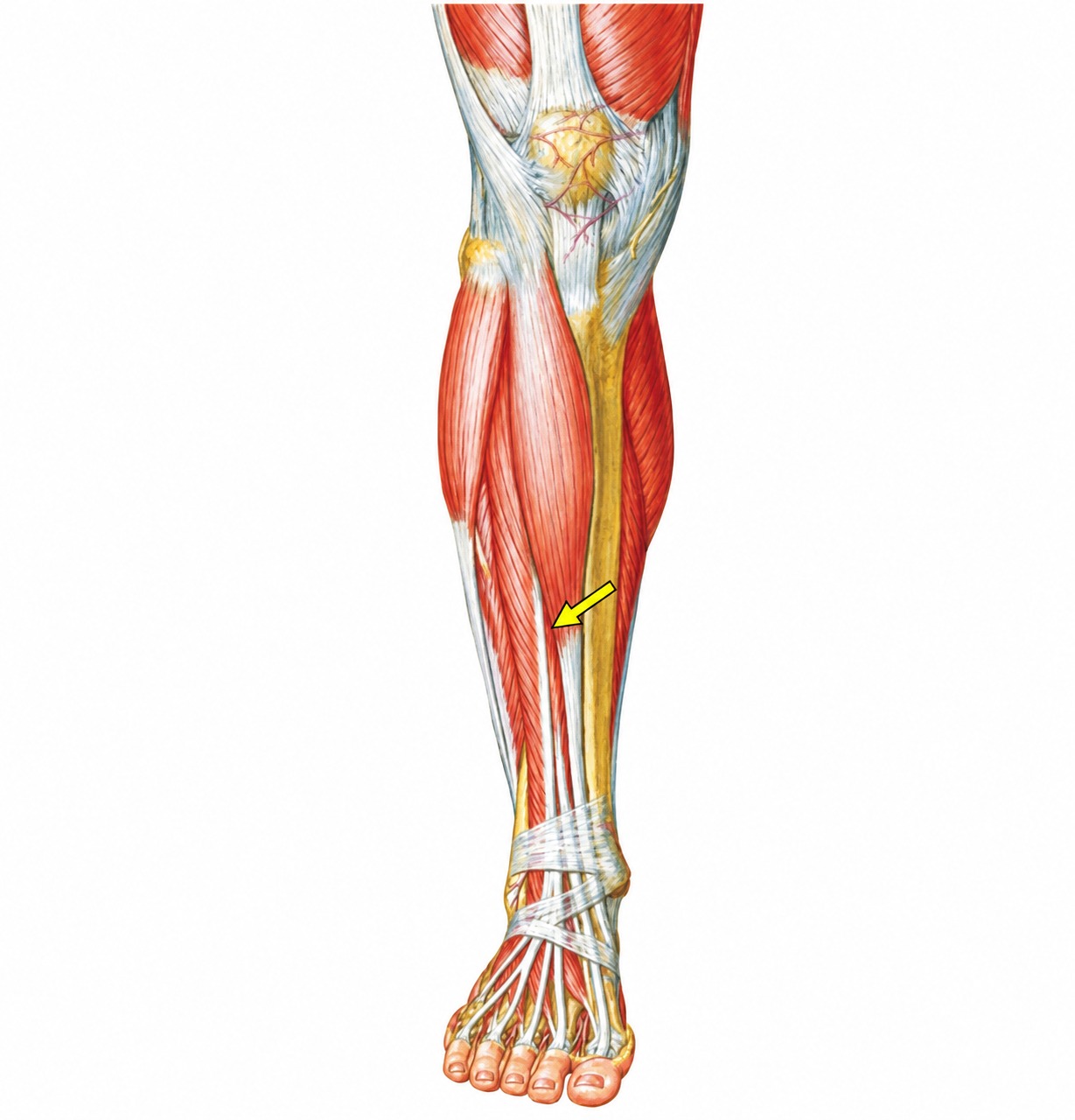 Fonte: Netter, Atlas de Anatomia Ortopédica, 2ª edição.
