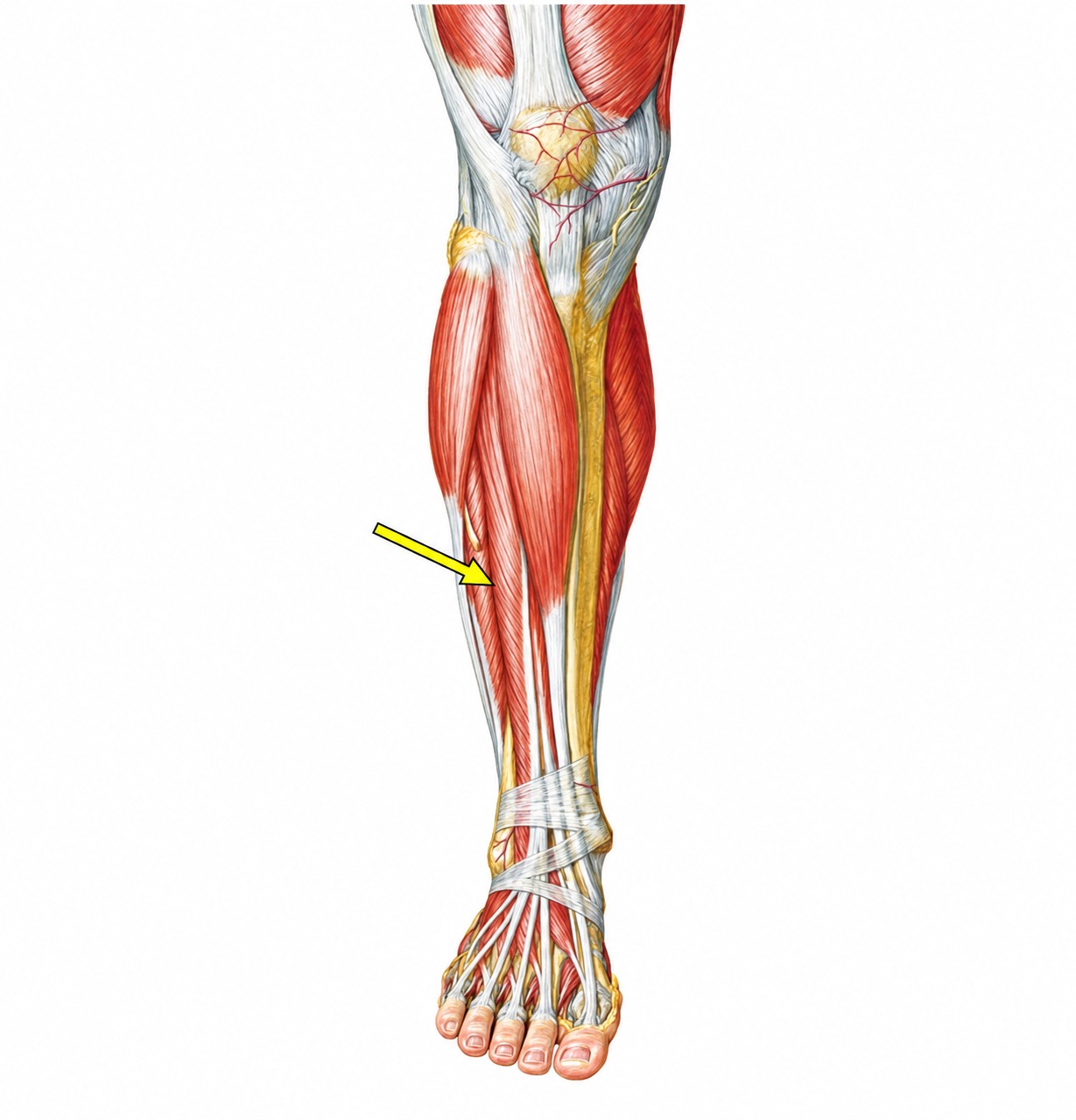 Fonte: Netter, Atlas de Anatomia Ortopédica, 2ª edição.