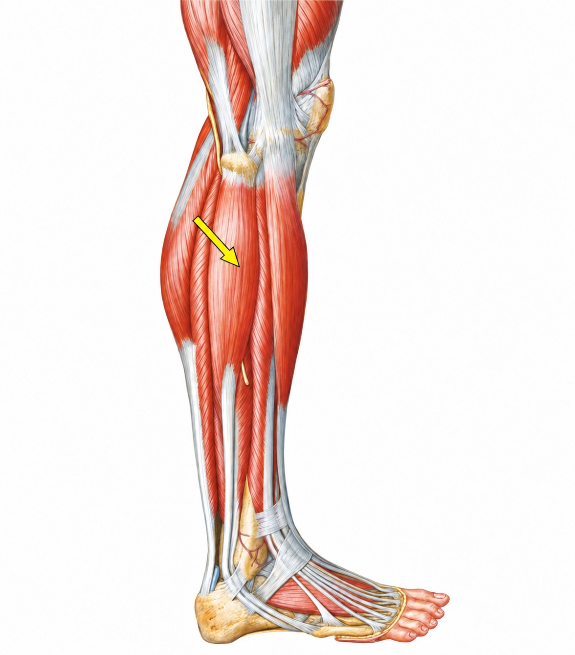 Fonte: Netter, Atlas de Anatomia Ortopédica, 2ª edição.