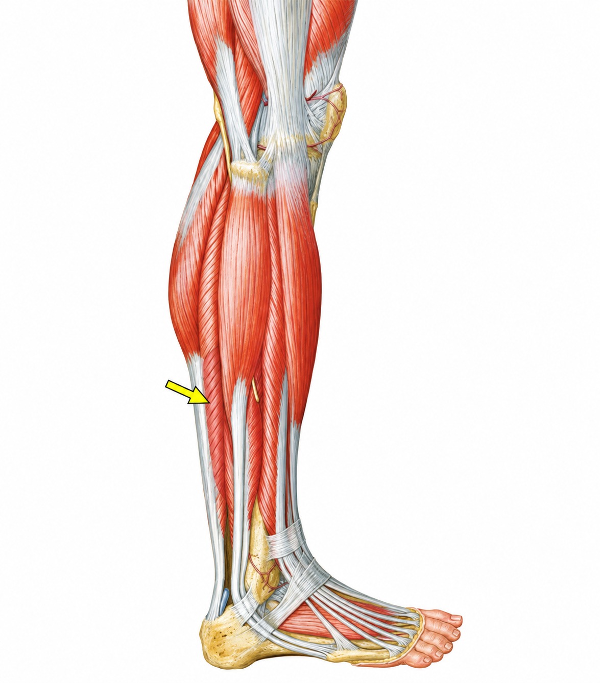 Fonte: Netter, Atlas de Anatomia Ortopédica, 2ª edição.