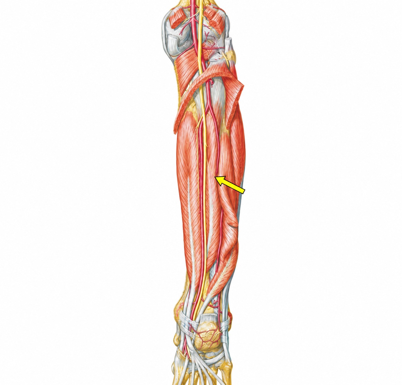Fonte: Netter, Atlas de Anatomia Ortopédica, 2ª edição.