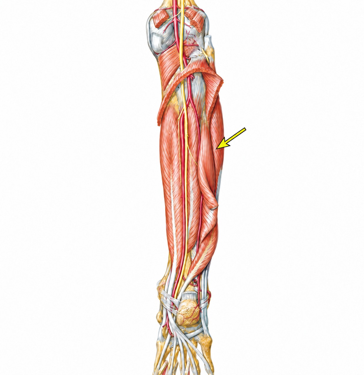 Fonte: Netter, Atlas de Anatomia Ortopédica, 2ª edição.