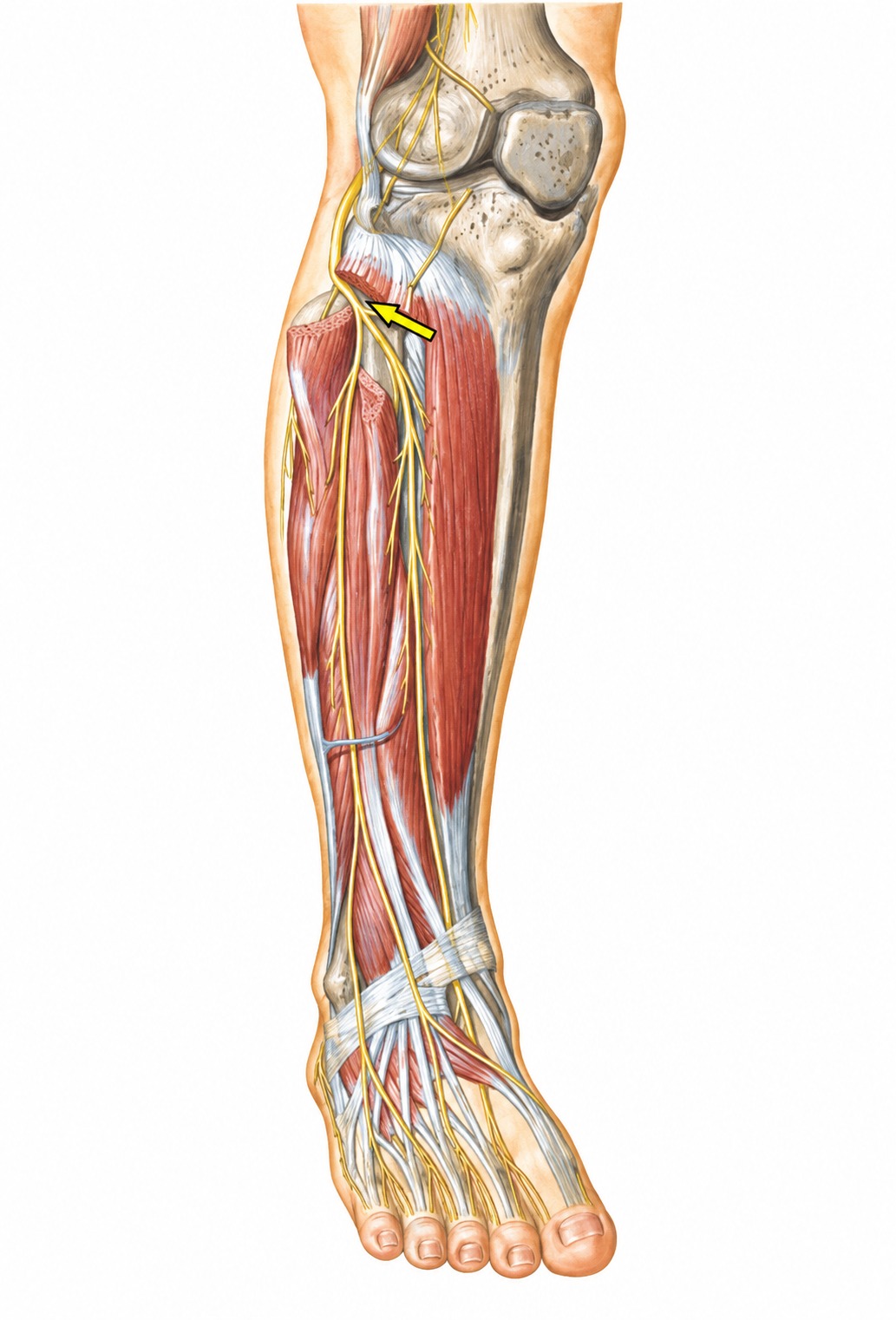 Fonte: Netter, Atlas de Anatomia Ortopédica, 2ª edição.