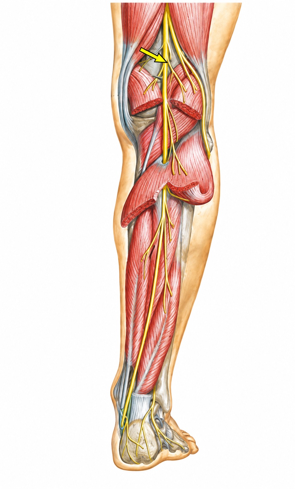 Fonte: Netter, Atlas de Anatomia Ortopédica, 2ª edição.