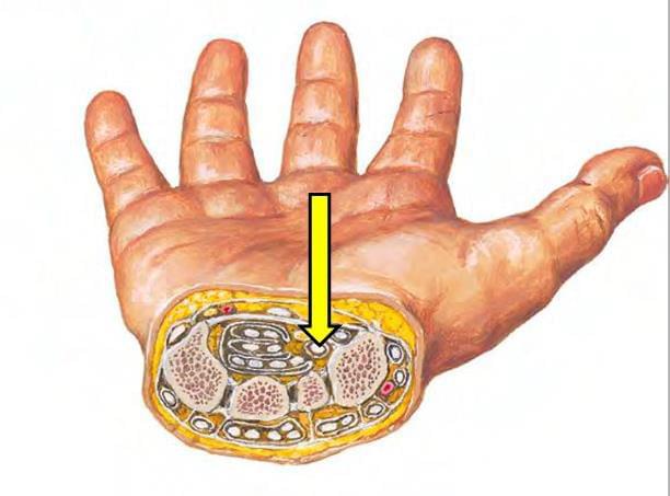 Fonte: NETTER, F. H. Atlas de anatomia humana. 7. ed. Rio de Janeiro: Elsevier, 2019.