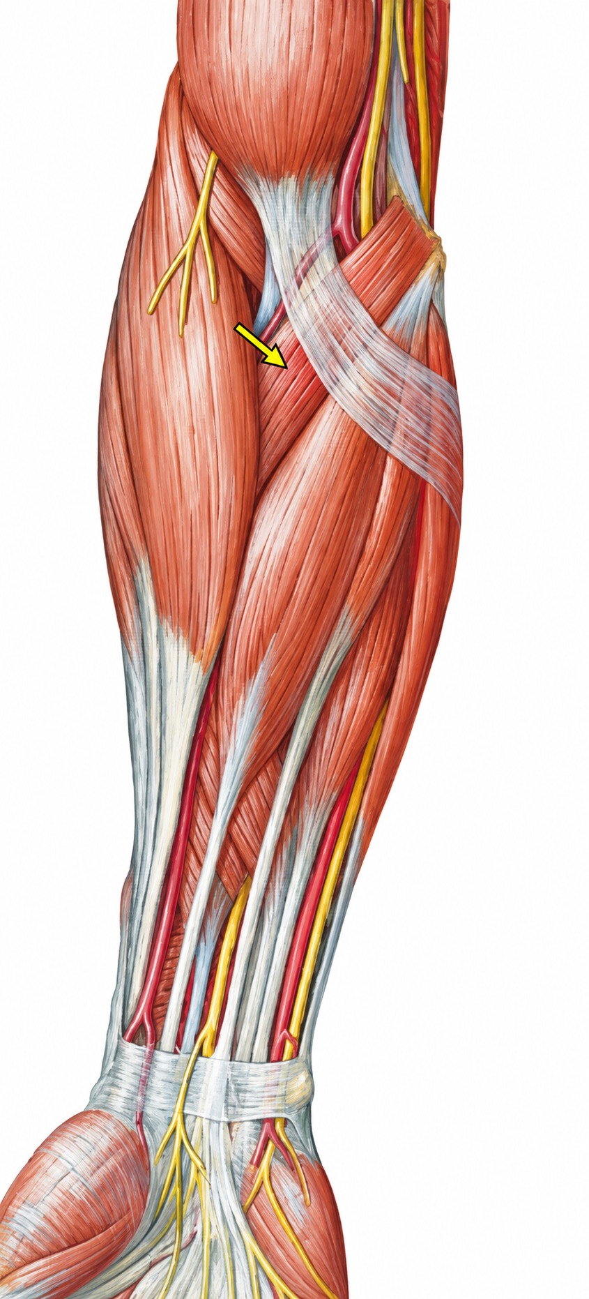 Fonte: Netter, Atlas de Anatomia Ortopédica, 2ª edição.