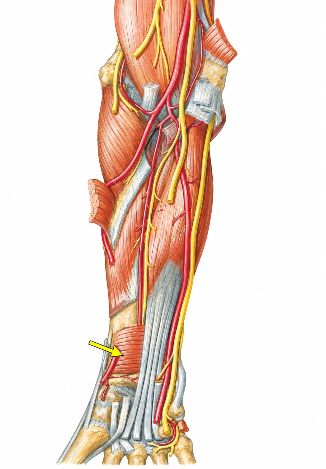 Fonte: Netter, Atlas de Anatomia Ortopédica, 2ª edição.