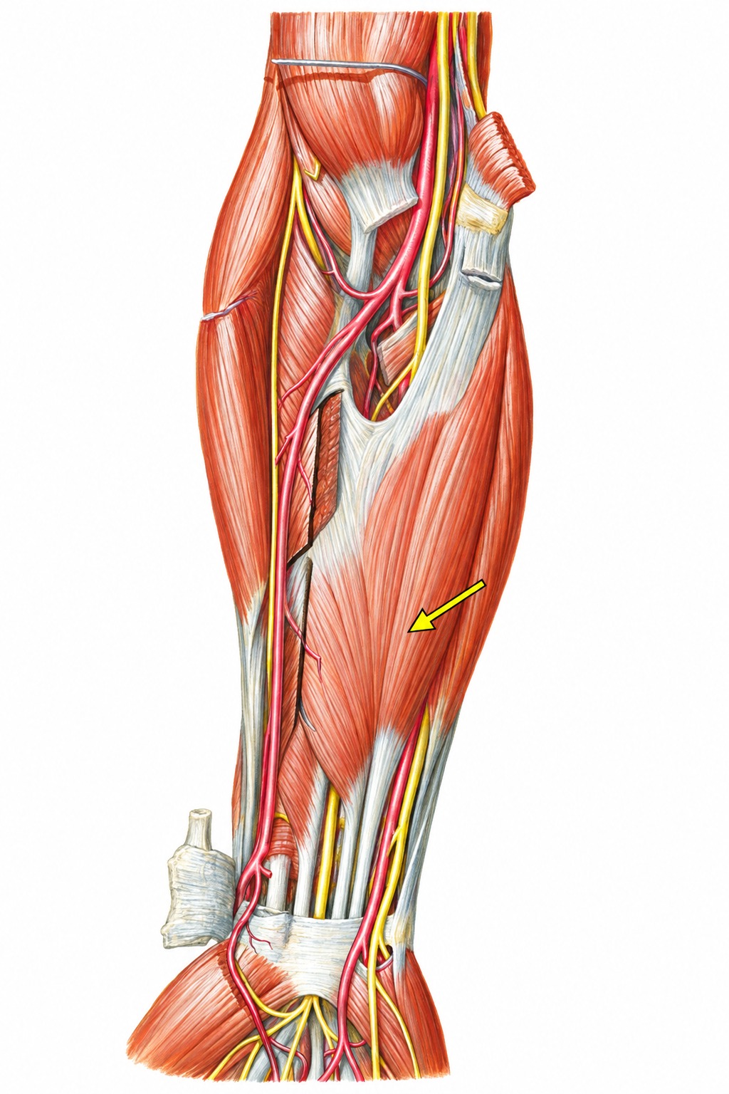 Fonte: Netter, Atlas de Anatomia Ortopédica, 2ª edição.