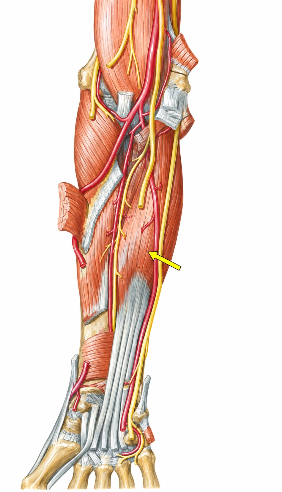 Fonte: Netter, Atlas de Anatomia Ortopédica, 2ª edição.