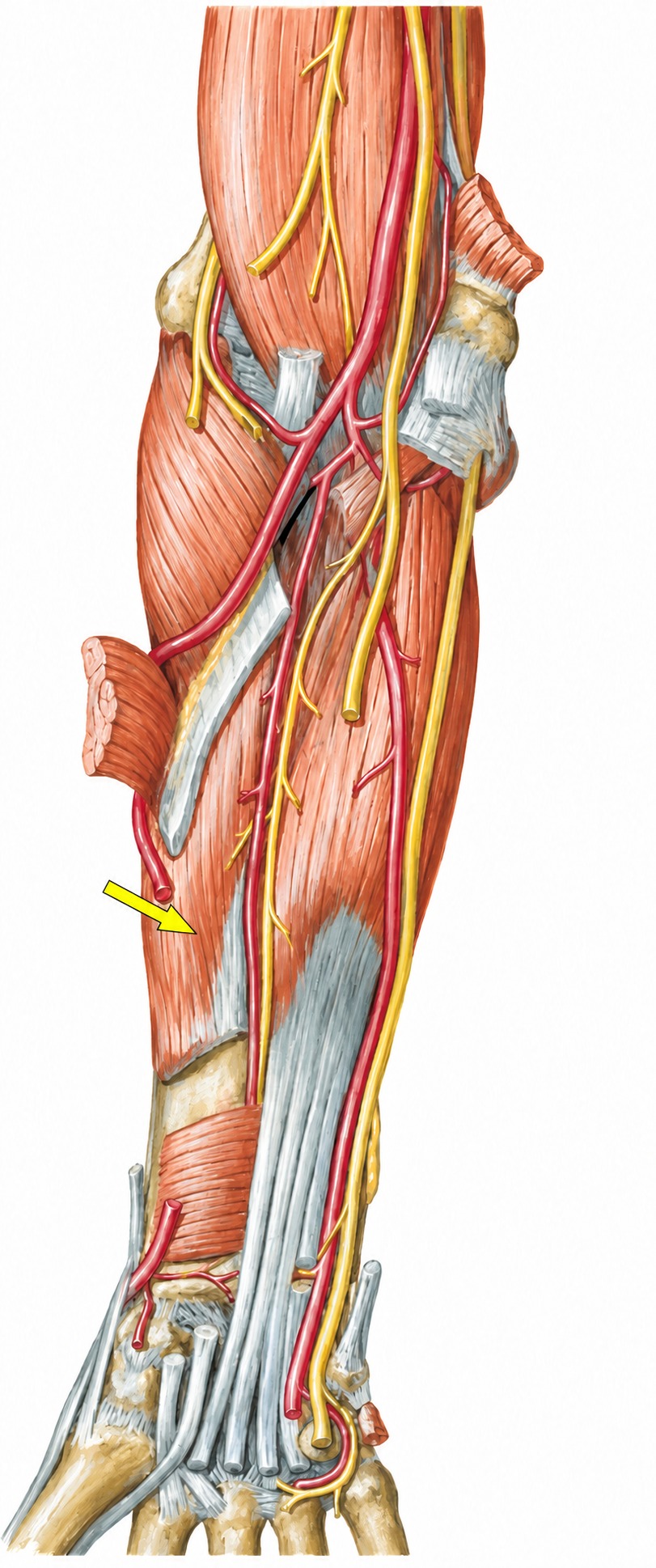 Fonte: Netter, Atlas de Anatomia Ortopédica, 2ª edição.