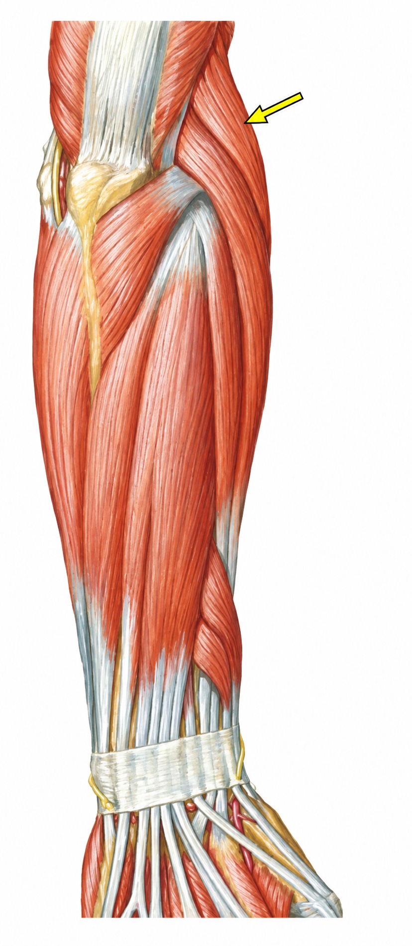 Fonte: Netter, Atlas de Anatomia Ortopédica, 2ª edição.