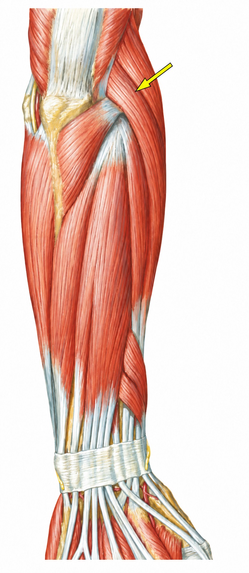 Fonte: Netter, Atlas de Anatomia Ortopédica, 2ª edição.