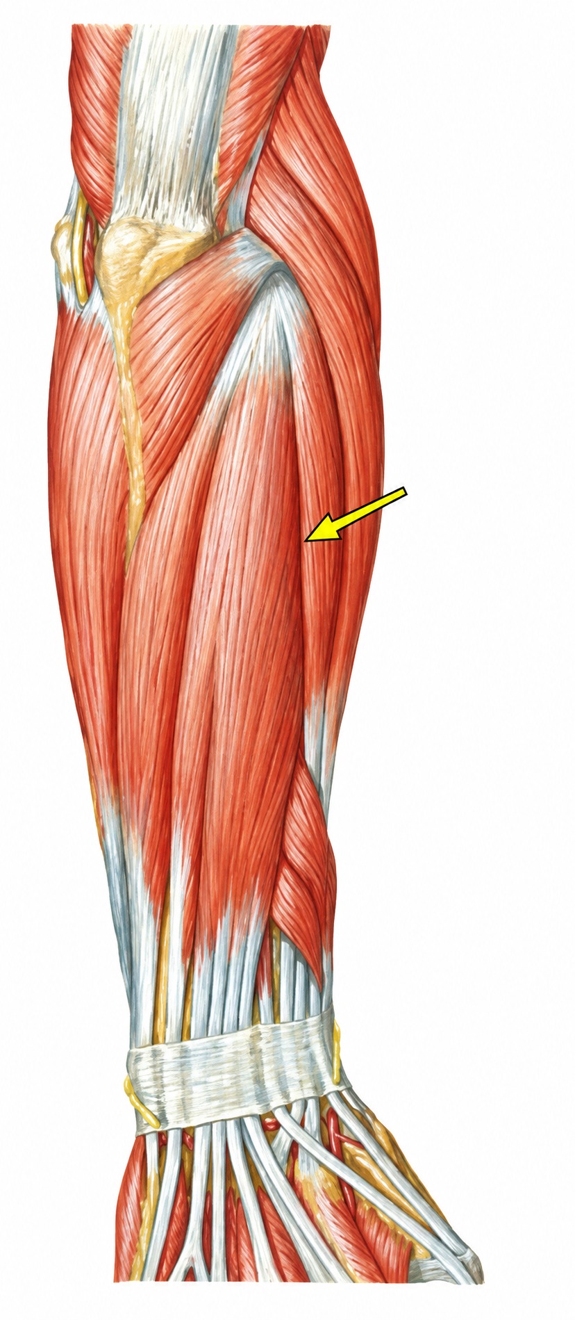 Fonte: Netter, Atlas de Anatomia Ortopédica, 2ª edição.
