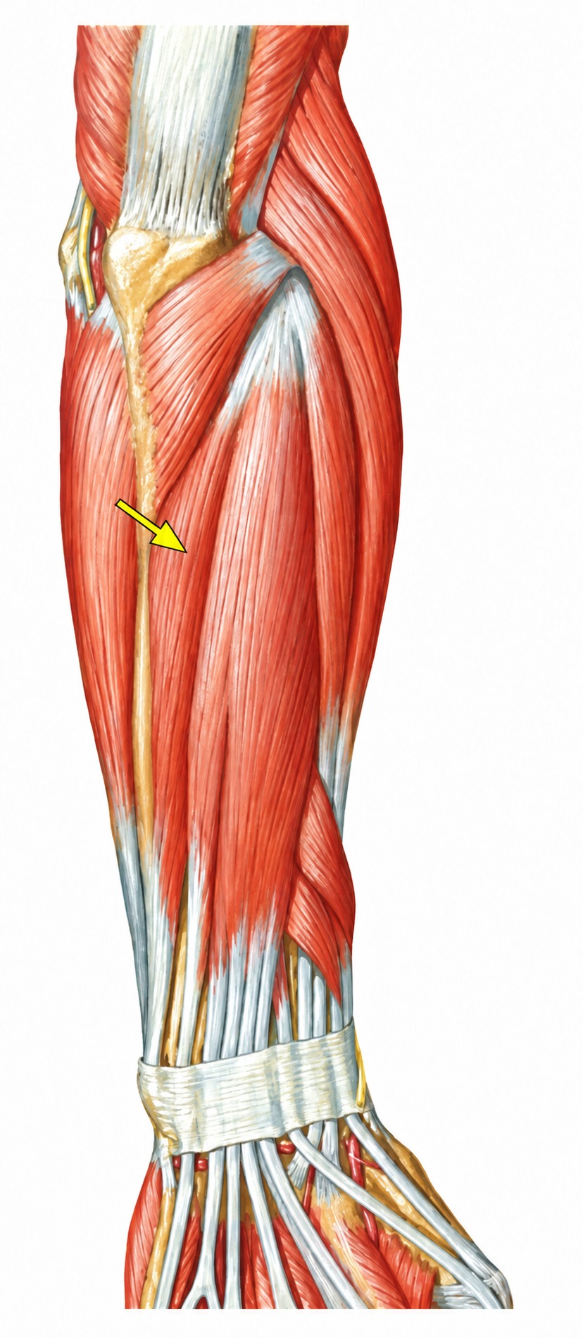 Fonte: Netter, Atlas de Anatomia Ortopédica, 2ª edição.