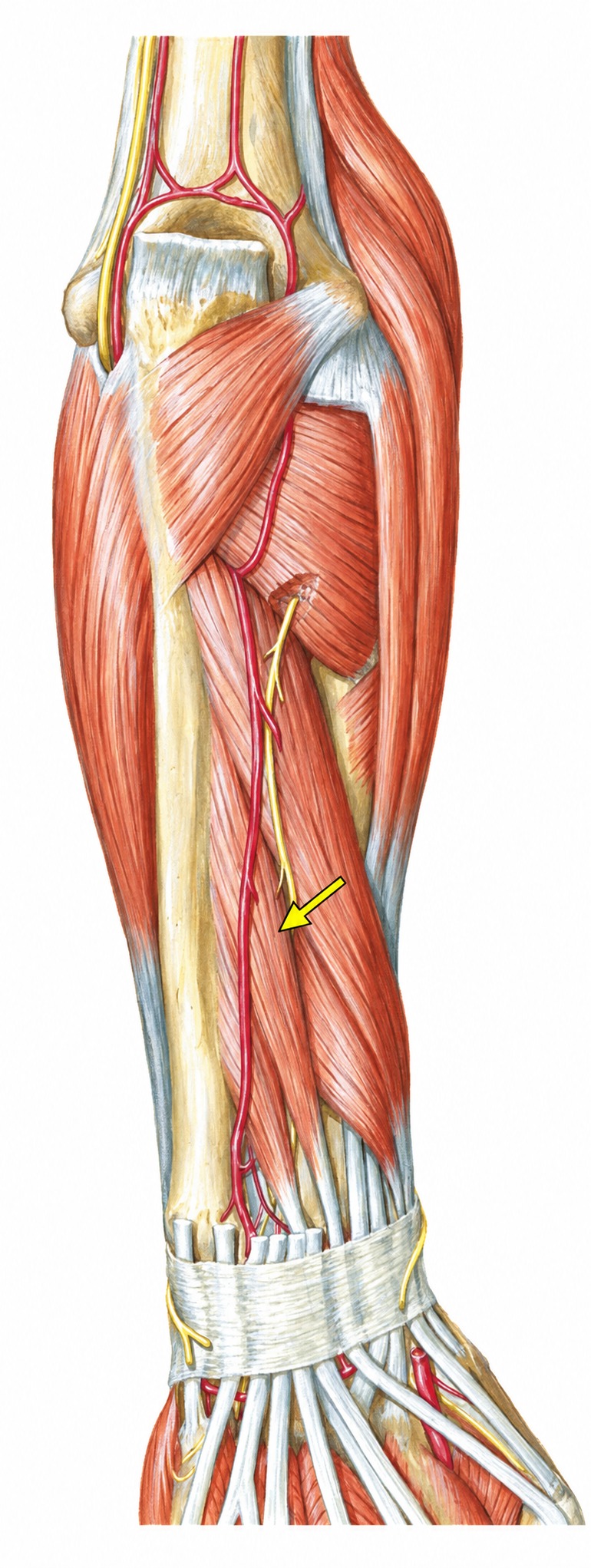 Fonte: Netter, Atlas de Anatomia Ortopédica, 2ª edição.