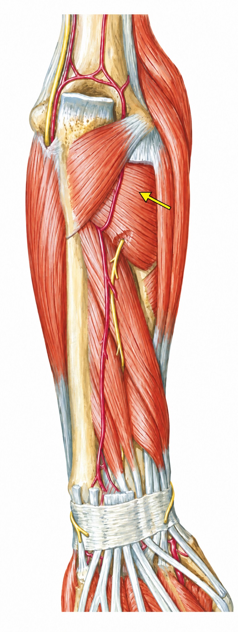 Fonte: Netter, Atlas de Anatomia Ortopédica, 2ª edição.