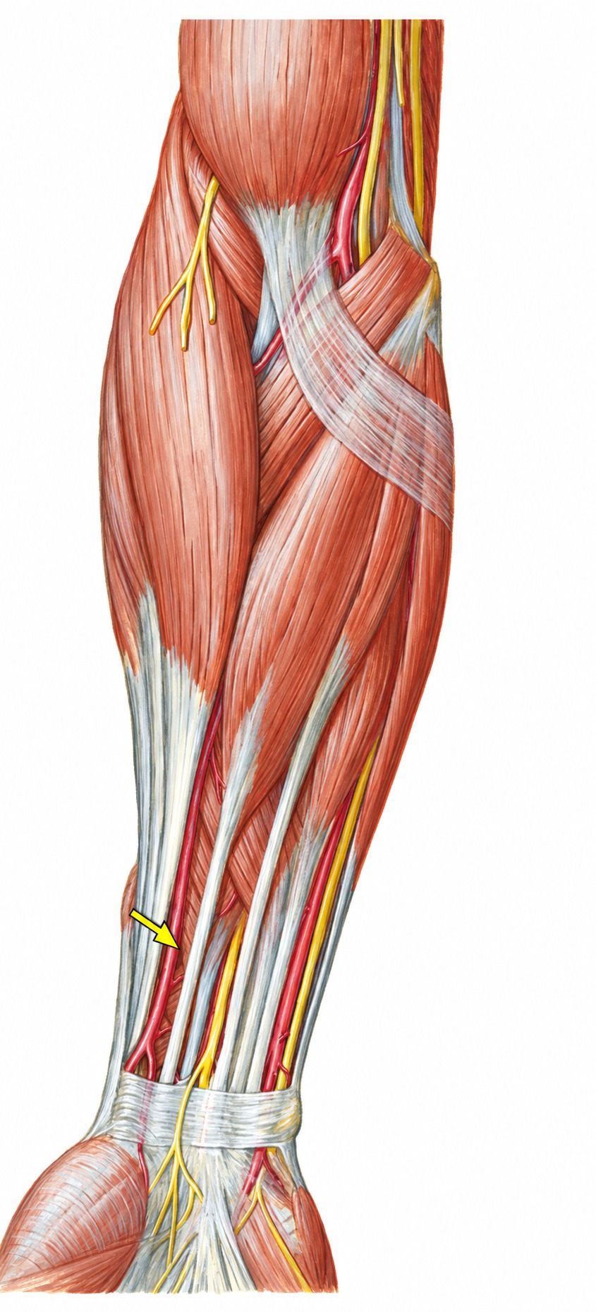 Fonte: Netter, Atlas de Anatomia Ortopédica, 2ª edição.