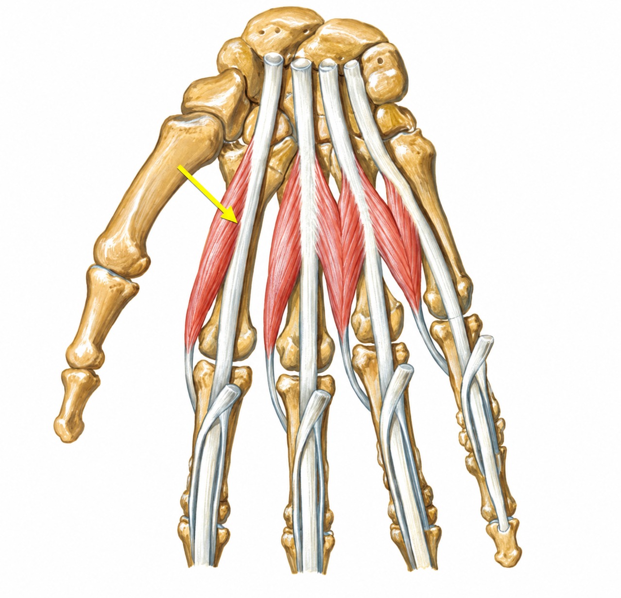 Fonte: Netter, Atlas de Anatomia Ortopédica, 2ª edição.