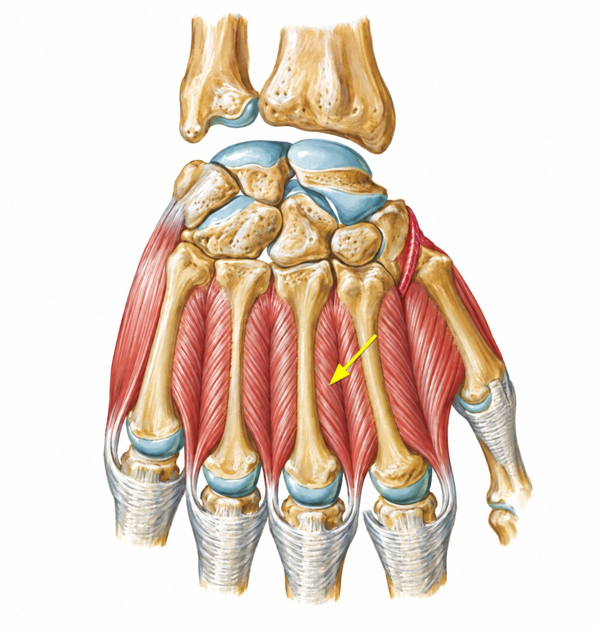 Fonte: Netter, Atlas de Anatomia Ortopédica, 2ª edição.