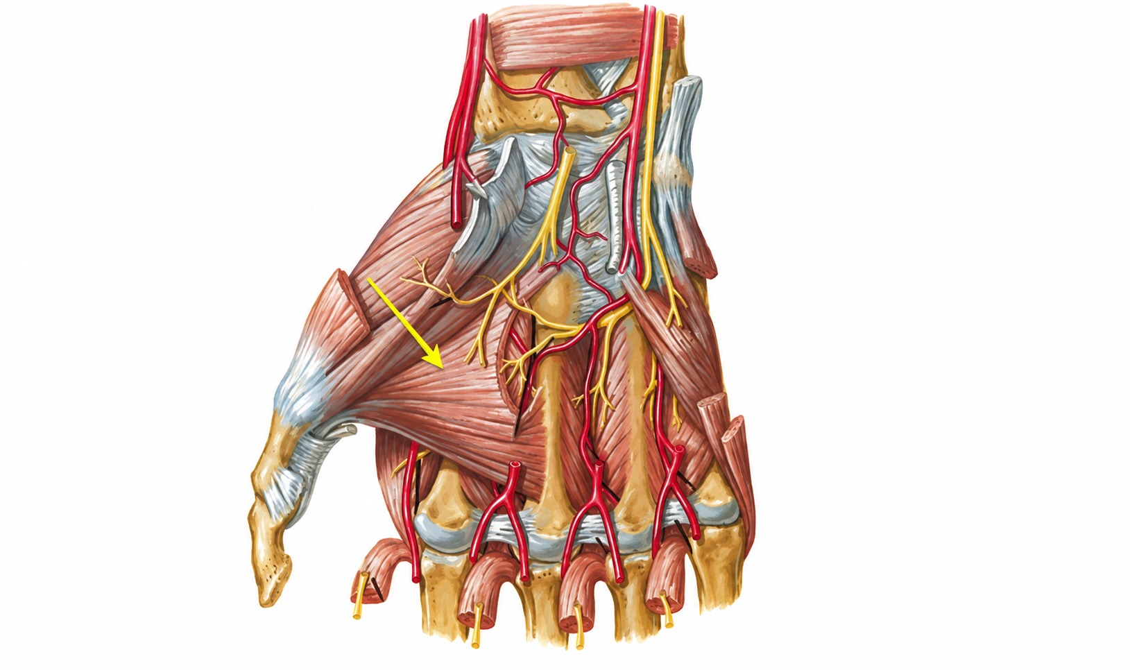 Fonte: Netter, Atlas de Anatomia Ortopédica, 2ª edição.