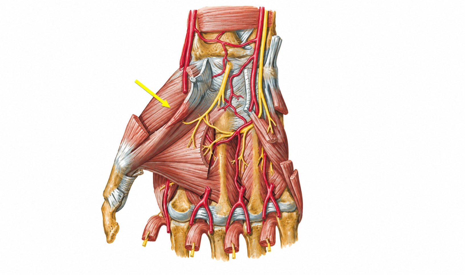 Fonte: Netter, Atlas de Anatomia Ortopédica, 2ª edição.