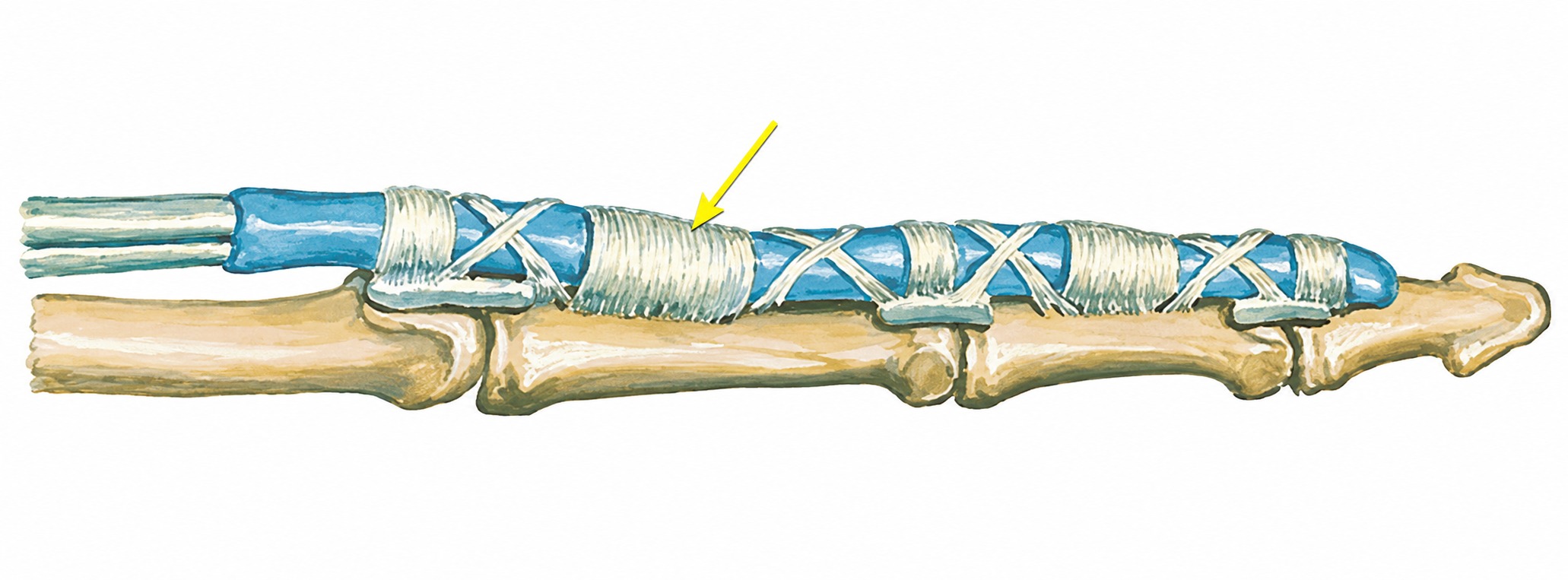 Fonte: Netter, Atlas de Anatomia Ortopédica, 2ª edição.