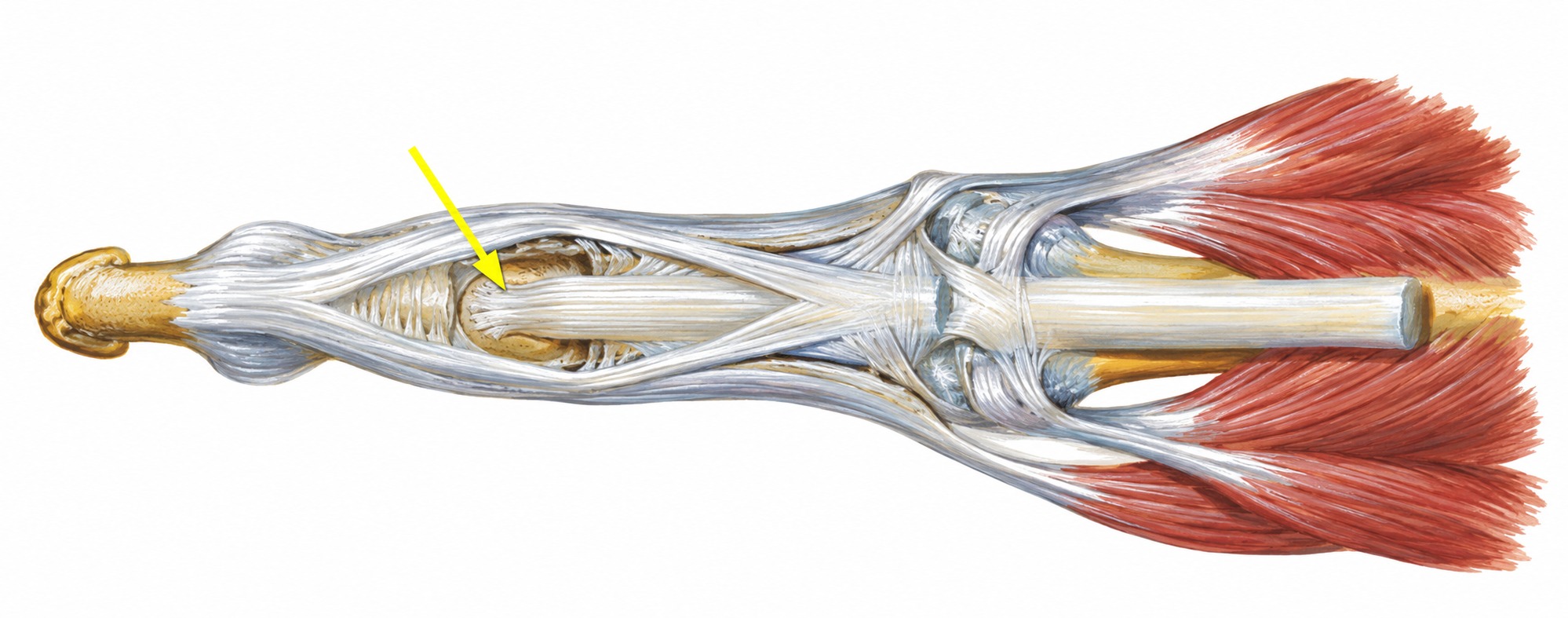 Fonte: Netter, Atlas de Anatomia Ortopédica, 2ª edição.
