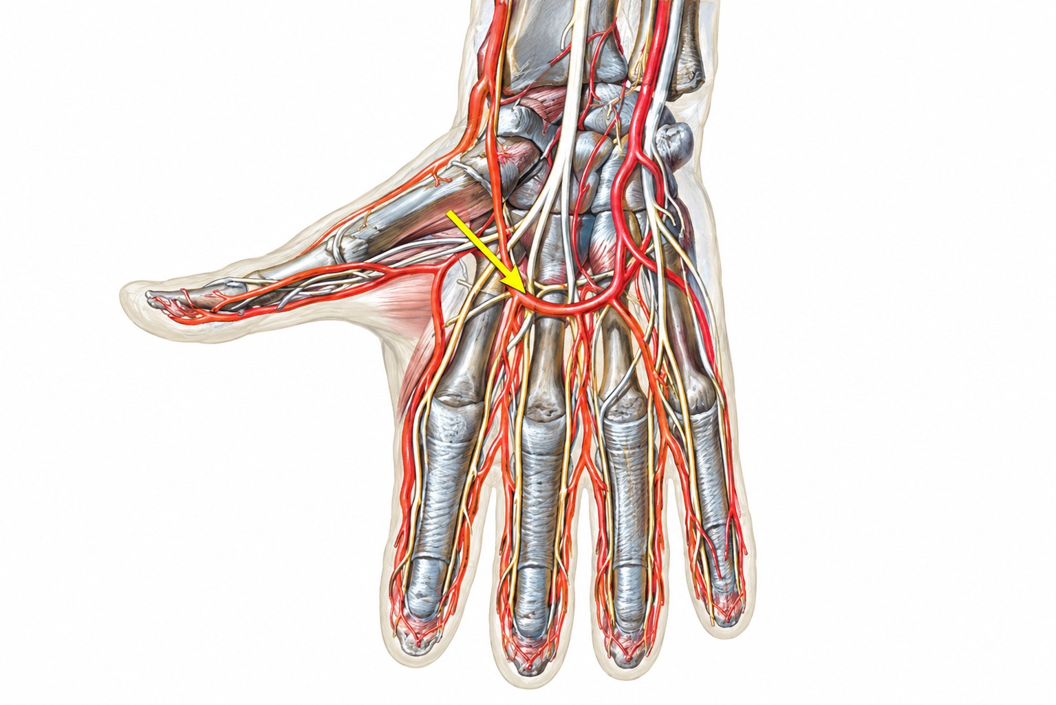 Fonte: Netter, Atlas de Anatomia Ortopédica, 2ª edição.