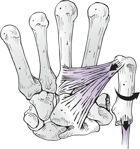 Fonte: Rockwood and Green's Fractures in Adults, 10ª ed., capítulo 45, figura 45-70.