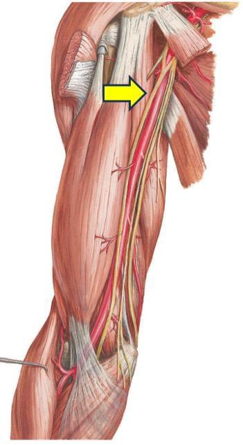 Fonte: NETTER, F. H. Atlas de anatomia humana. 7. ed. Rio de Janeiro: Elsevier, 2019.
