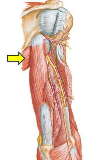 Fonte: NETTER, F. H. Atlas de anatomia humana. 7. ed. Rio de Janeiro: Elsevier, 2019.