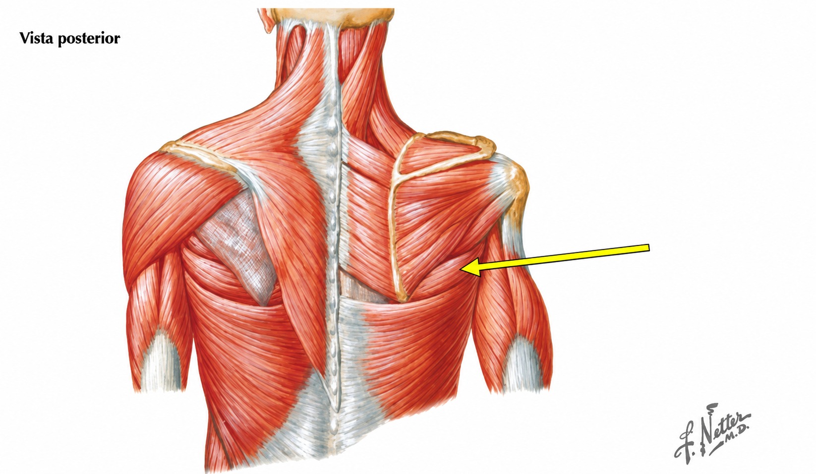 Fonte: Netter, Atlas de Anatomia Ortopédica, 2ª edição.