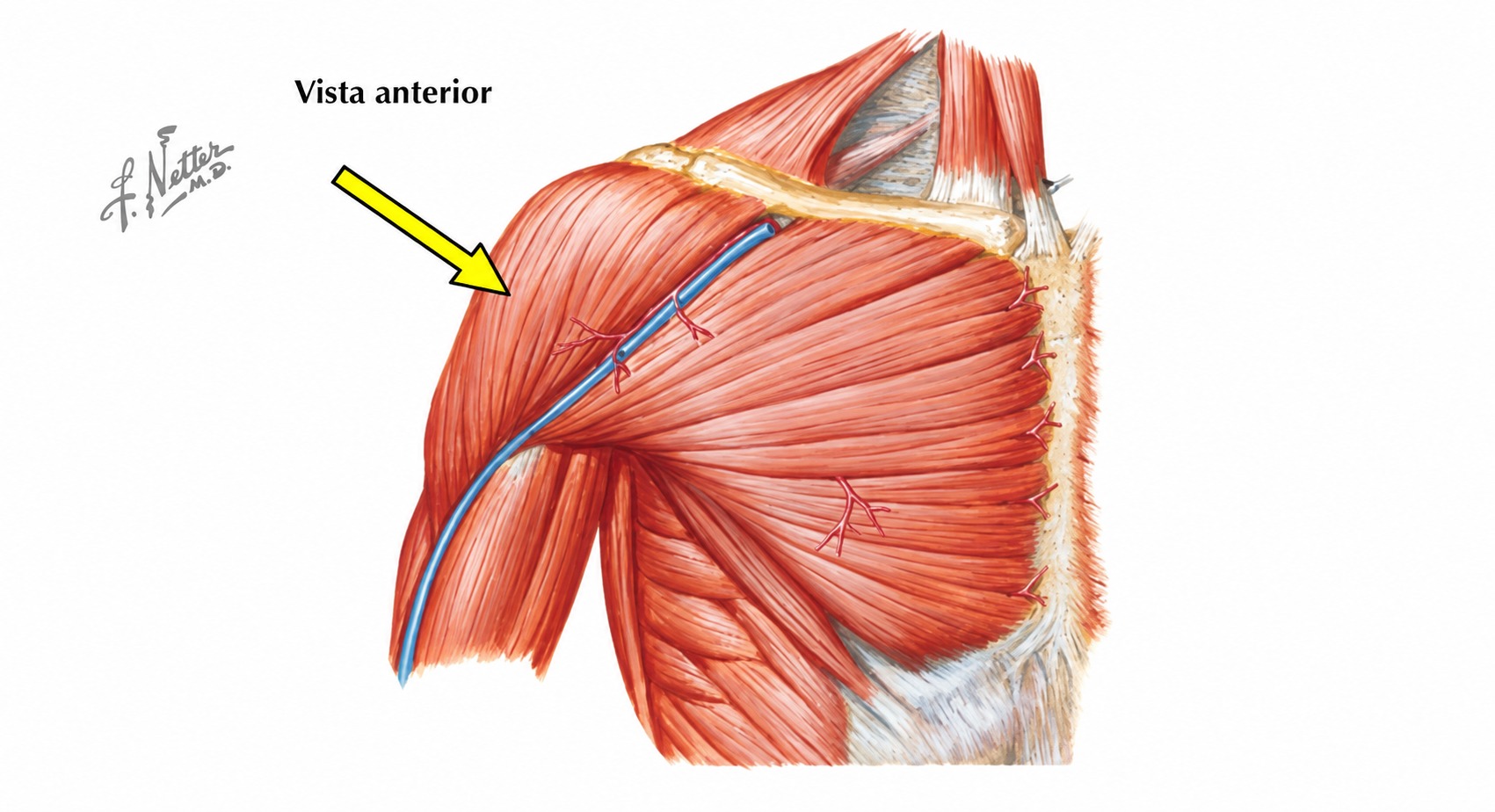 Fonte: Netter, Atlas de Anatomia Ortopédica, 2ª edição.